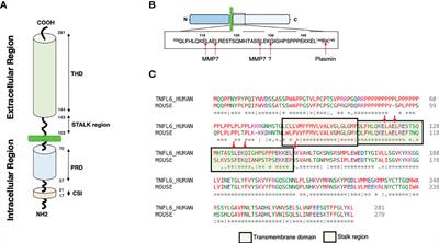 Role of metalloproteases in the CD95 signaling pathways